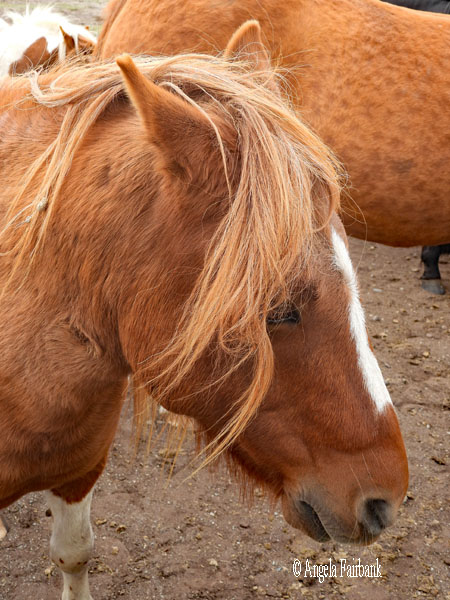 brown dwarf horse gaucha riding horse
