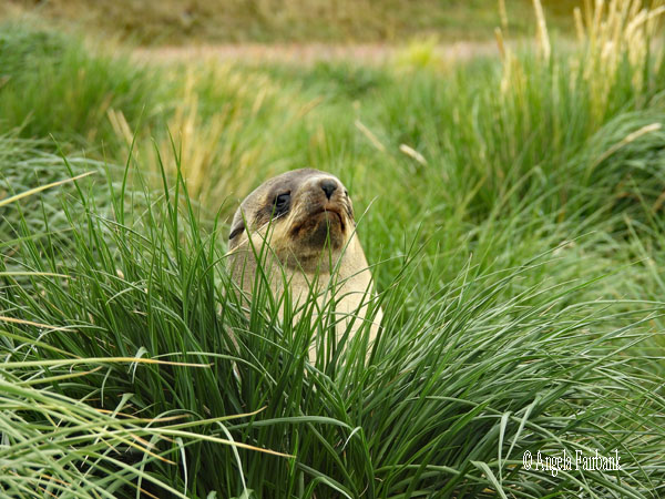 grey fur seal in tussac grass horizontal 6