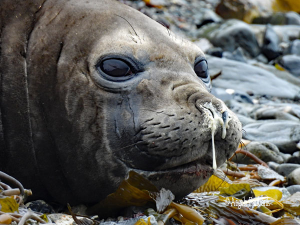 albino fur seal pup in water with friends 2