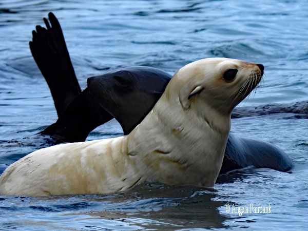 fur seal pup horizontal