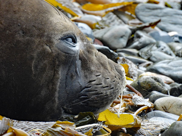 albino fur seal pup in water 1