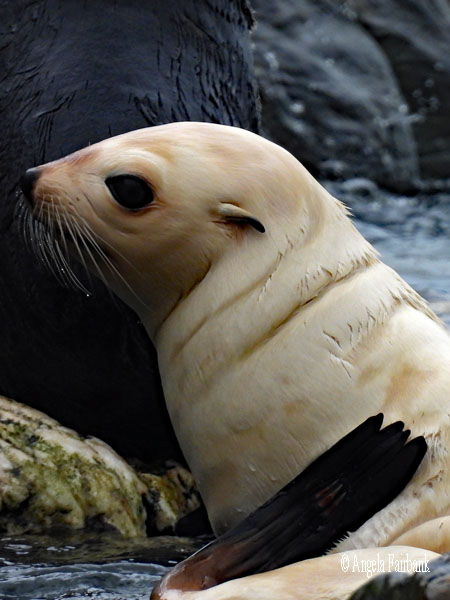 female elephant seal snotty face 4