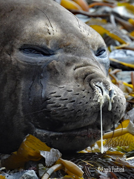 female elephant seal snotty face 5