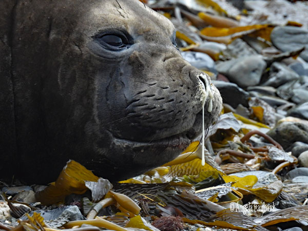 female elephant seal snotty face 6