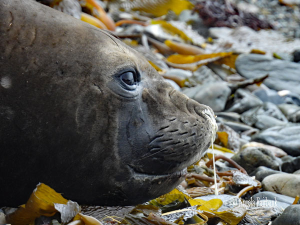 female elephant seal snotty face 7