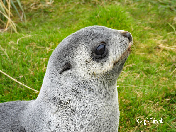 fur seal adult on soft grass 4