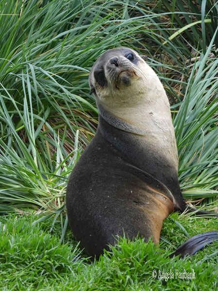 fur seal adult on hill 3