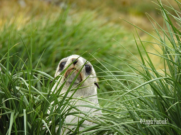 lighter coloured fur seal in the tussaca grass 2