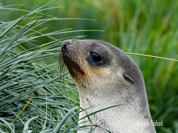 lighter coloured fur seal in the tussac grass 3