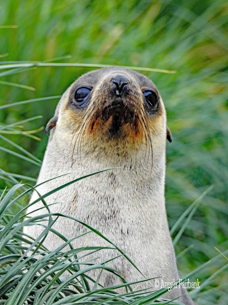 lighter coloured fur seal in the tussac grass 4