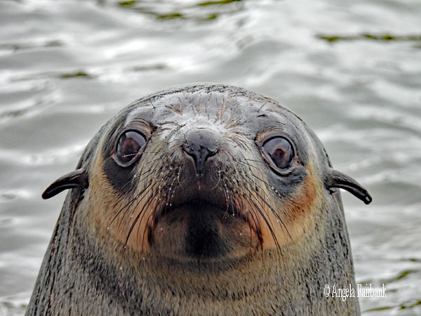 dark-coloured fur seal pup on the beach 2