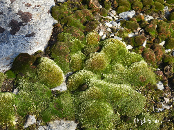 moss