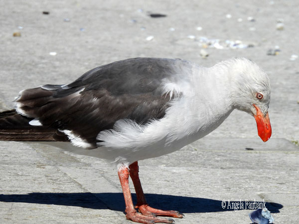dolphin gull 2