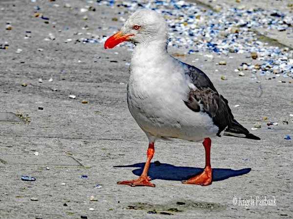 dolphin gull 3