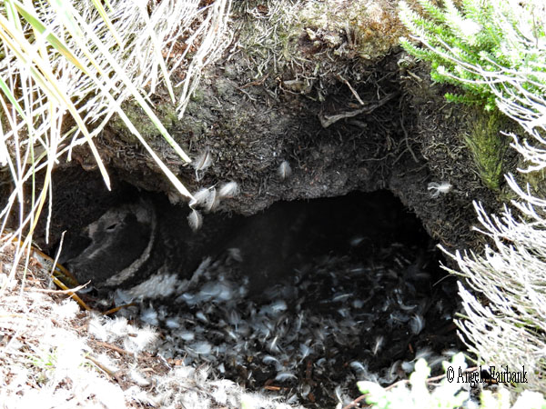 magellanic penguin in burrow