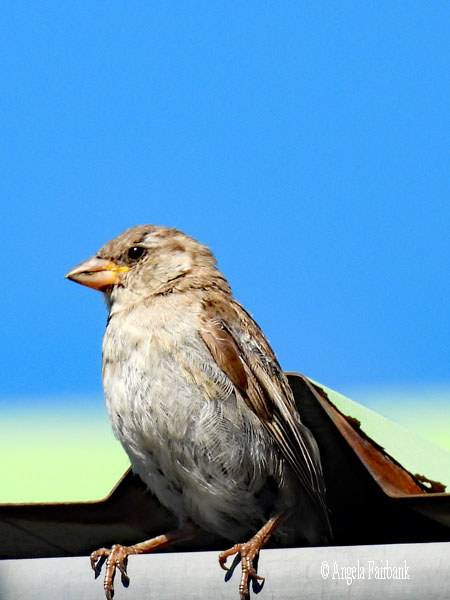 house sparrow perhaps