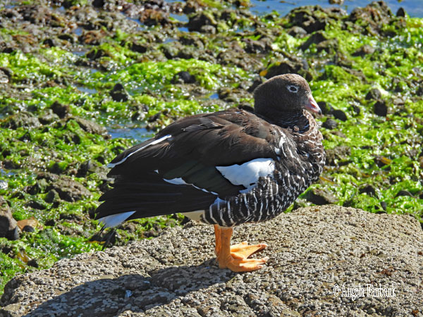 kelp goose
