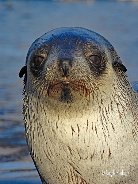 fur seal 7
