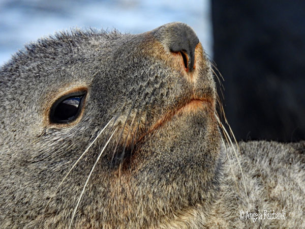 fur seal 15