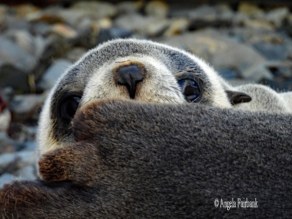 fur seal 16