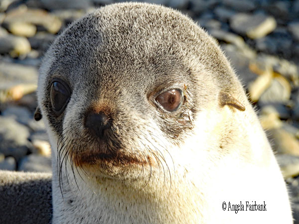 fur seal 23