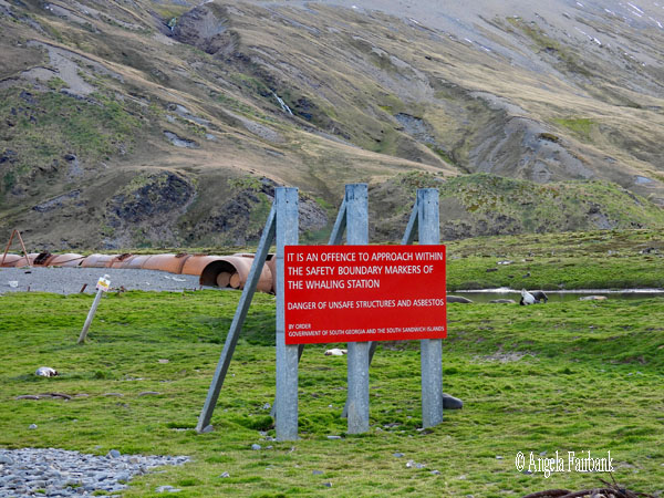 penguins in front of old whaling station