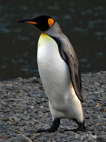 king penguin 5