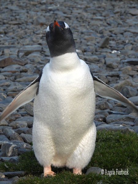 king penguin 8