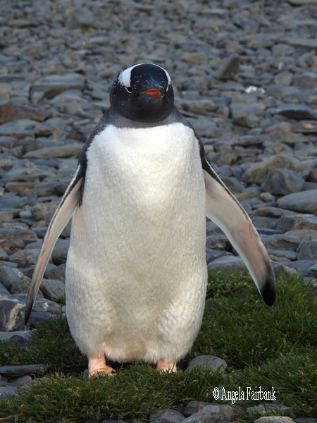 gentoo penguin 2