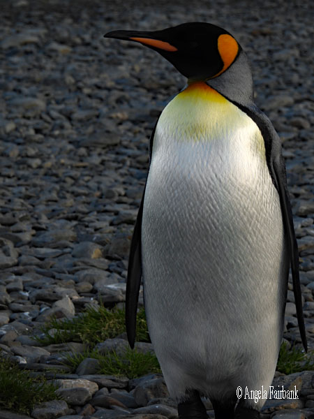 gentoo penguin 3