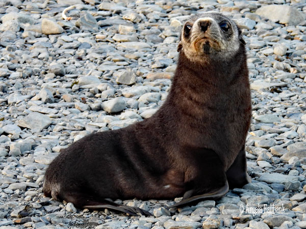 fur seal 25