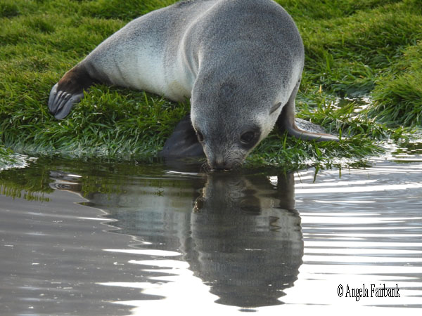 fur seal 26