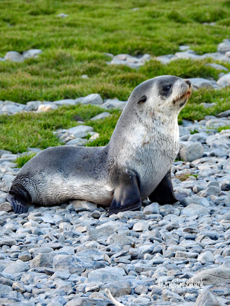 fur seal 28