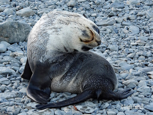 fur seal 29