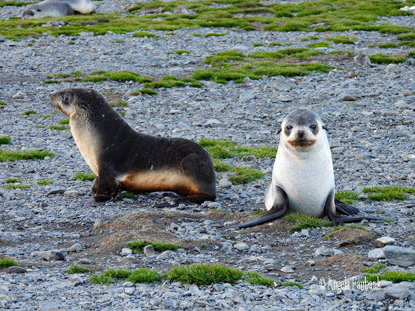 fur seal 30