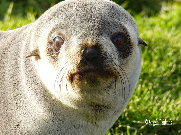 fur seal 3