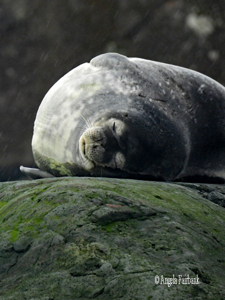 weddell seal 1