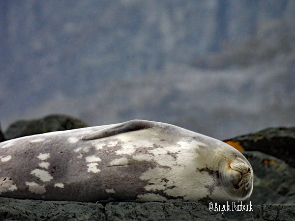 weddell seal 2