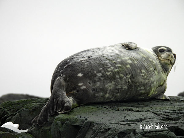 weddell seal 7