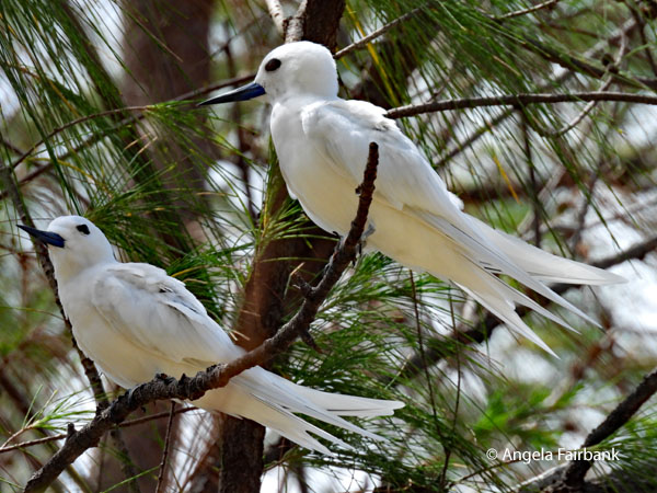 Blue-billed White-Tern (Gygis candida)