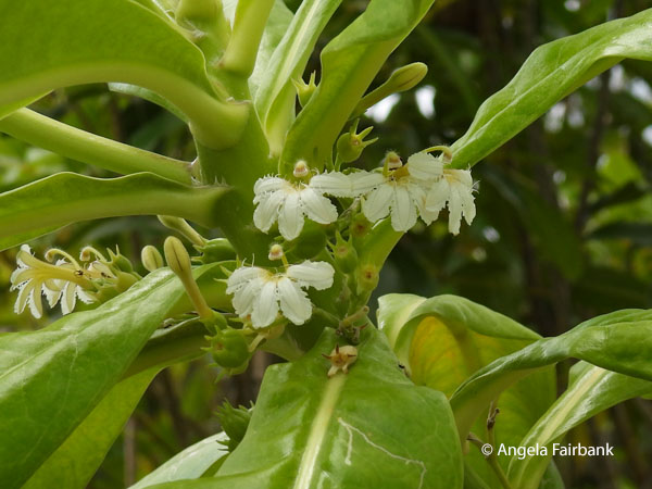 small white flowers that are also eye medicine