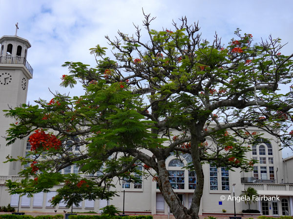 Flamboyant tree in front of cathedral