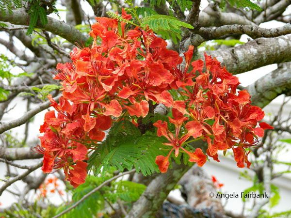 flamboyant flowers