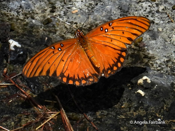 Gulf Fritillary (Agraulis vanillae)