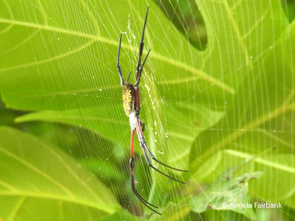 Hawaiian garden spider (Argiope appensa)