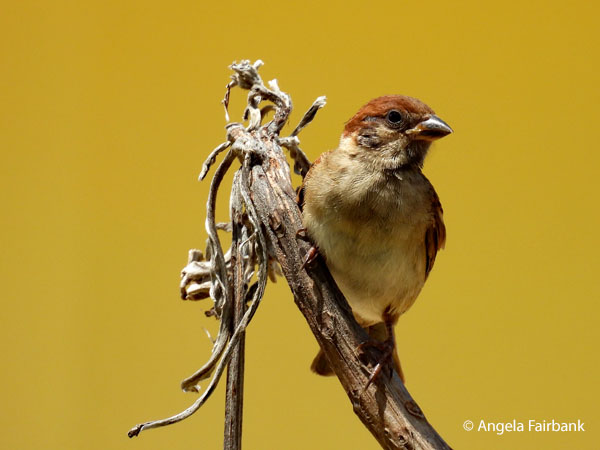sparrow