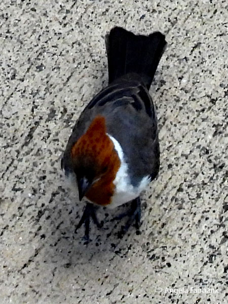 red-crested cardinal