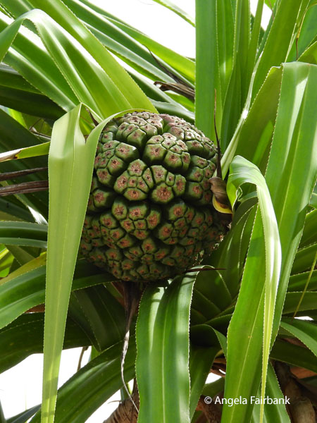 pandanus fruit
