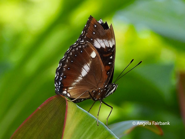 Common Eggfly butterfly