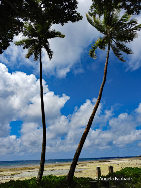 beach with palm trees